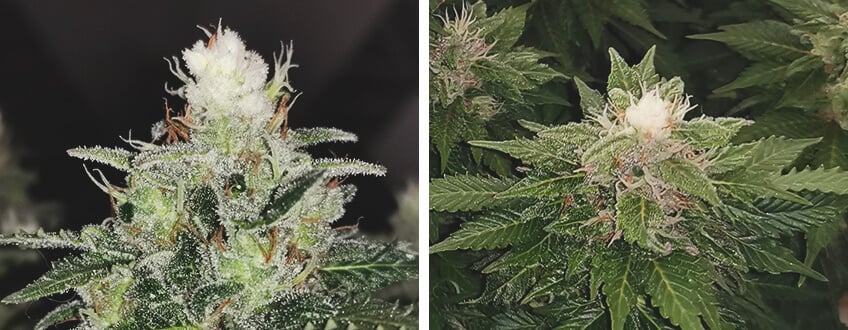 cannabis plant flowers featuring white buds with pronounced white tips. These white tips in cannabis indicate higher trichome production, which enhances potency and resin content in the flowers.