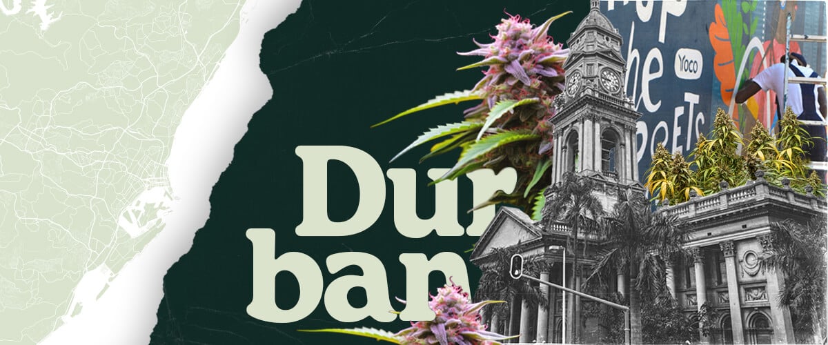Royal Queen Seeds Opens New Store in Durban, South Africa Royal Queen Seeds arrives in Durban! This image showcases the launch of their South African store, offering premium cannabis seeds and growing supplies to local cultivators.