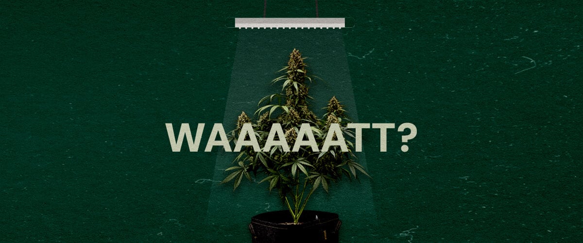 An illustration of a cannabis plant under a grow light with 