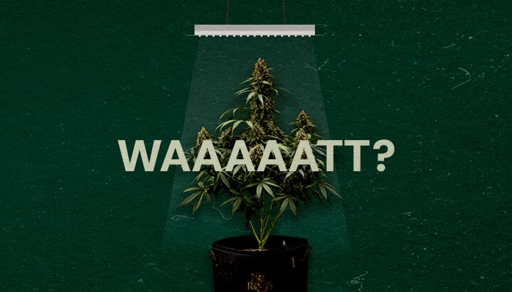 An illustration of a cannabis plant under a grow light with 