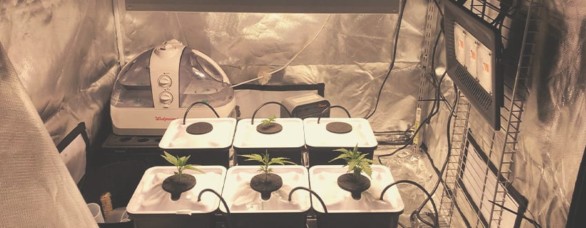 HOW TO SET UP AN AEROPONIC SYSTEM FOR GROWING CANNABIS