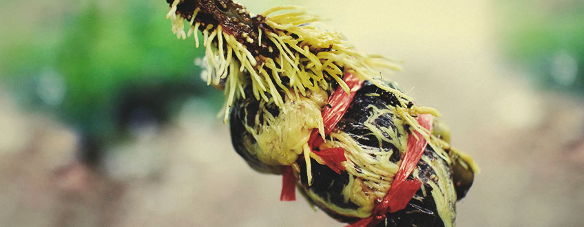 Air Layering Cannabis