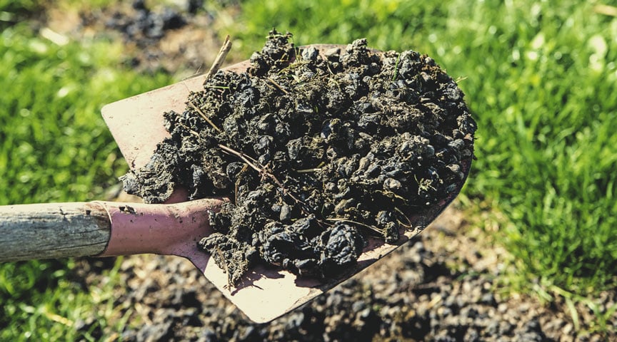 Alpaca Manure