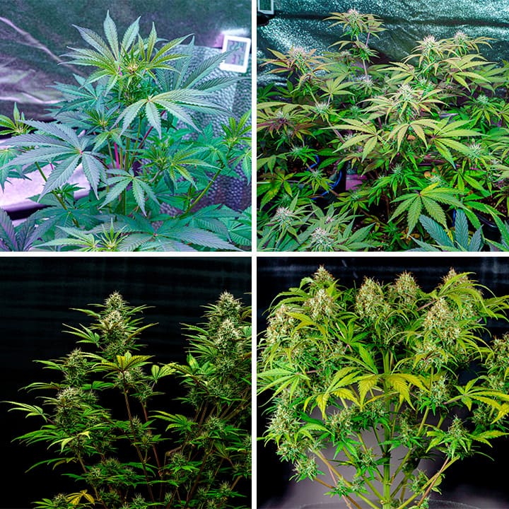 Amnesia Haze Auto Amnesia Haze Auto