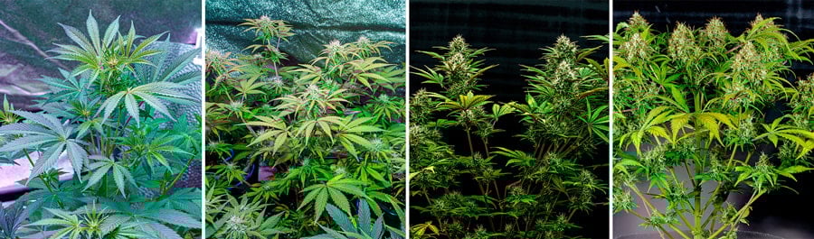 Amnesia Haze Auto Amnesia Haze Auto