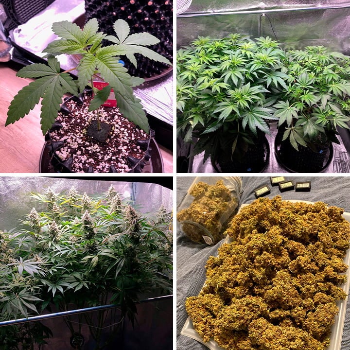 Amnesia Haze Amnesia Haze