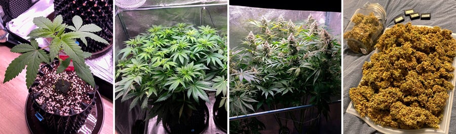 Amnesia Haze Amnesia Haze