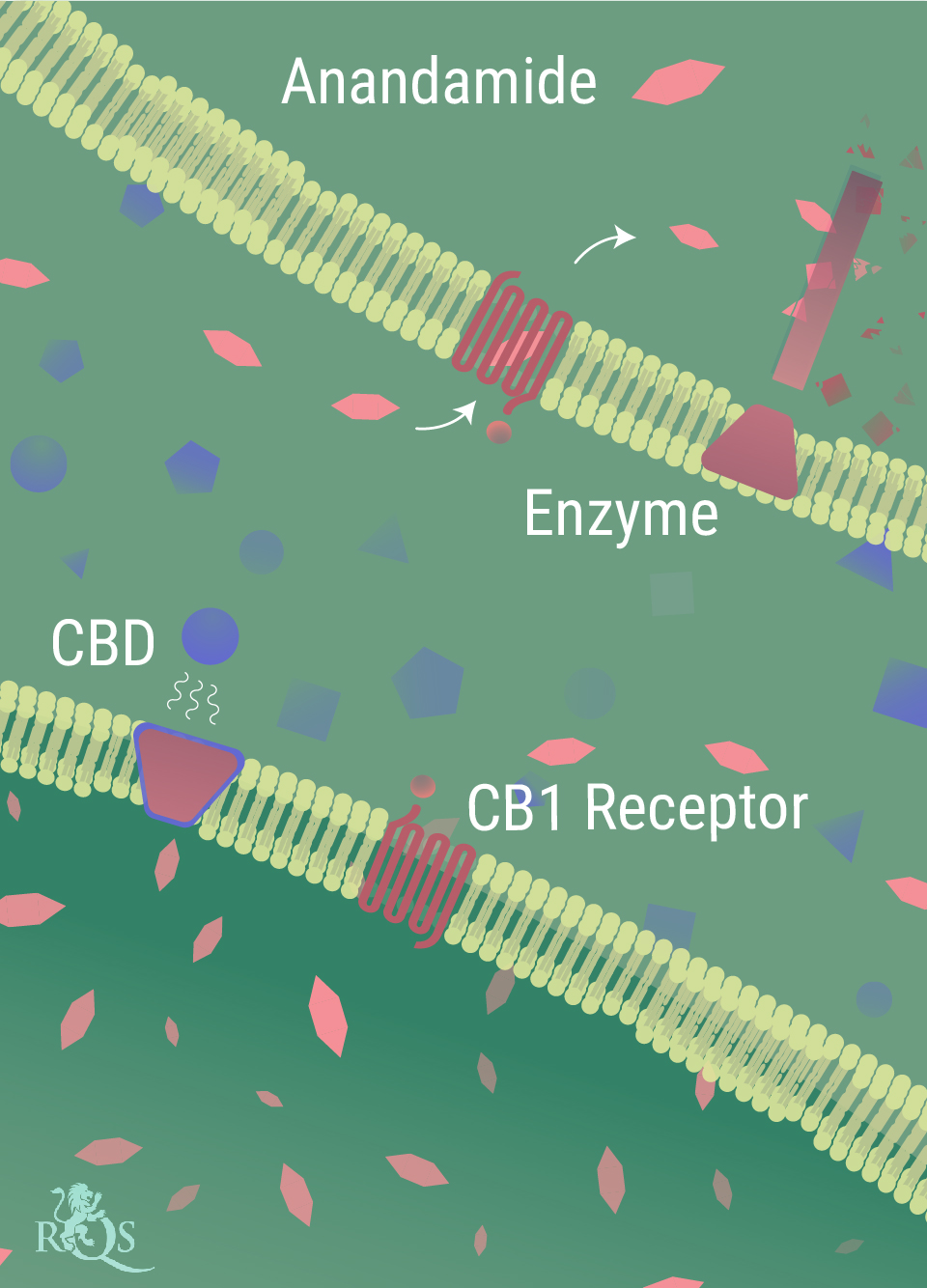 How Does CBD Interact With the Body?