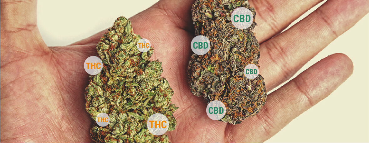 Understanding Anandamide and Its Relationship to THC and CBD - RQS Blog