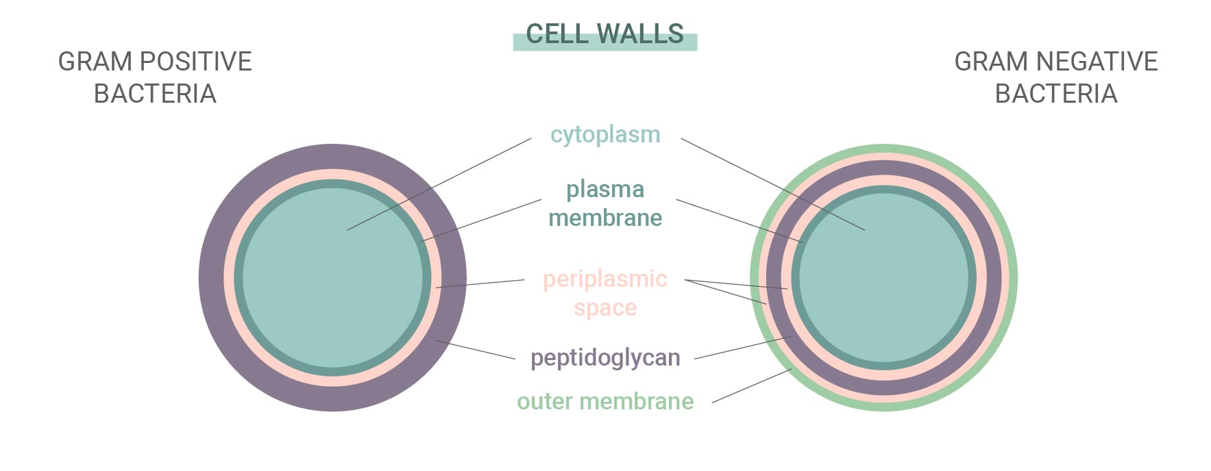 Gram-Positive vs Gram-Negative Bacteria Gram-Positive vs Gram-Negative Bacteria