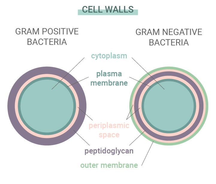 Gram-Positive vs Gram-Negative Bacteria