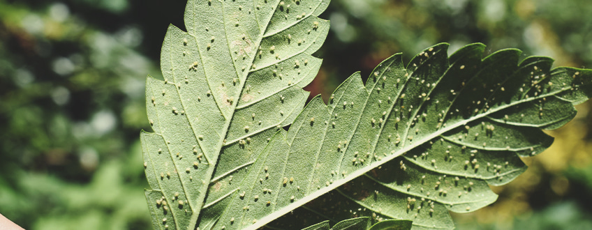 Aphids Aphids