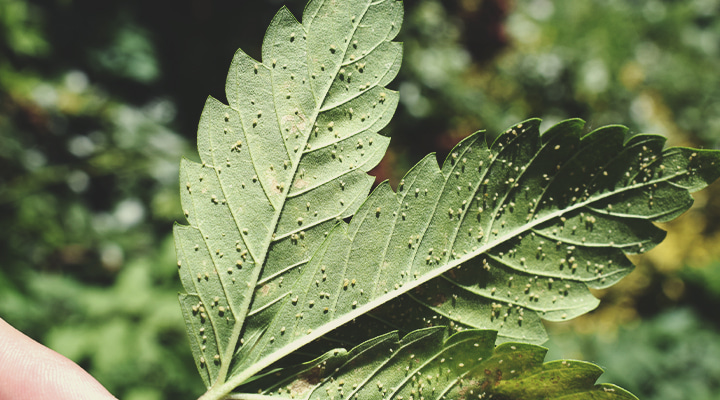 Aphids Aphids