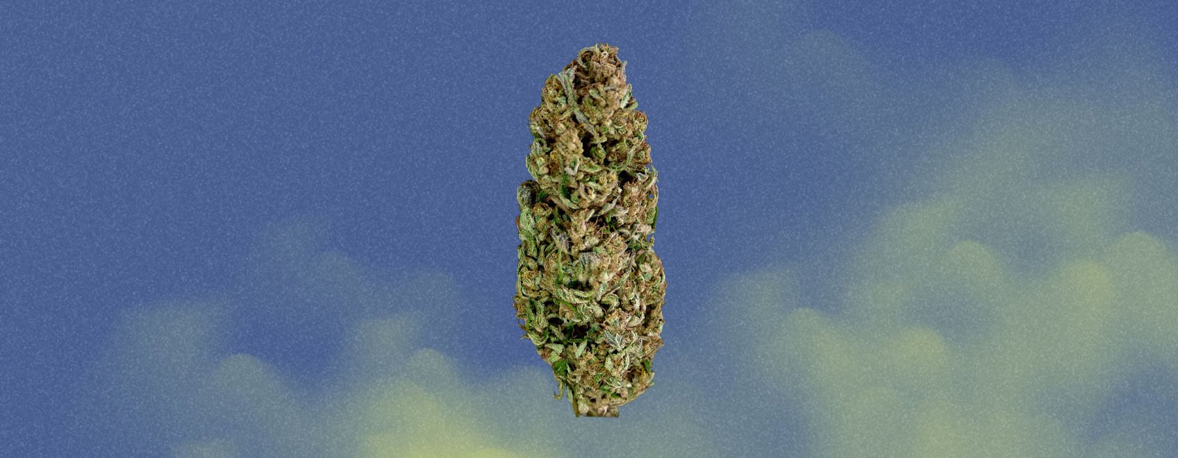Trainwreck Strain Trainwreck Strain