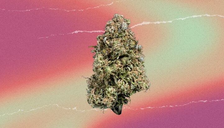 The Original Z Cannabis Strain The Original Z Cannabis Strain