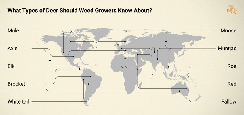 Types of deer around the world