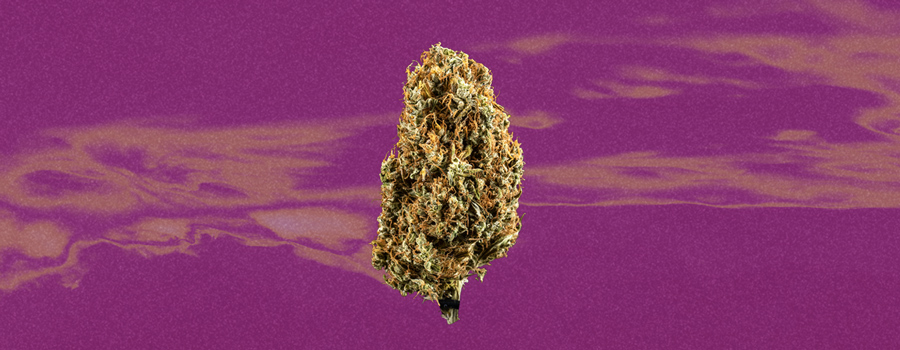 Lemon Skunk Cannabis Strain Lemon Skunk Cannabis Strain