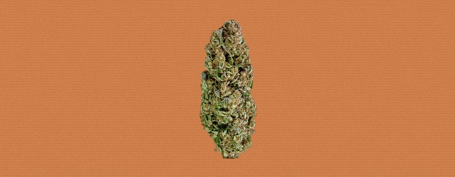 Hindu Kush Cannabis Strain