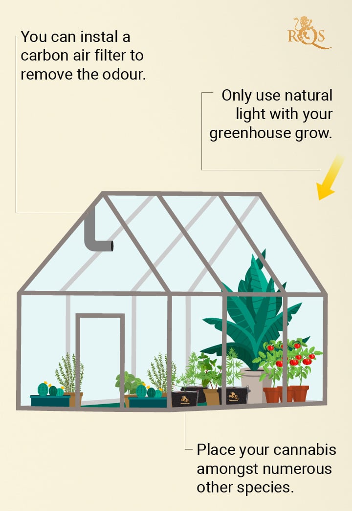 Hide your plants in a greenhouse