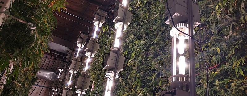 Vertical Cannabis Cultivation