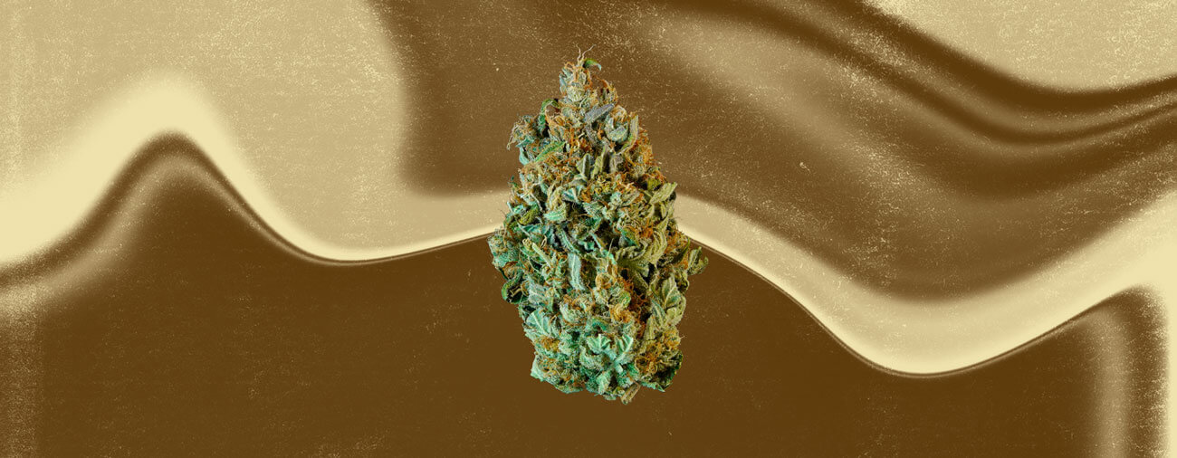 Mazar Cannabis Strain Mazar Cannabis Strain