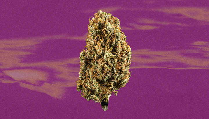 Lemon Skunk Cannabis Strain Lemon Skunk Cannabis Strain
