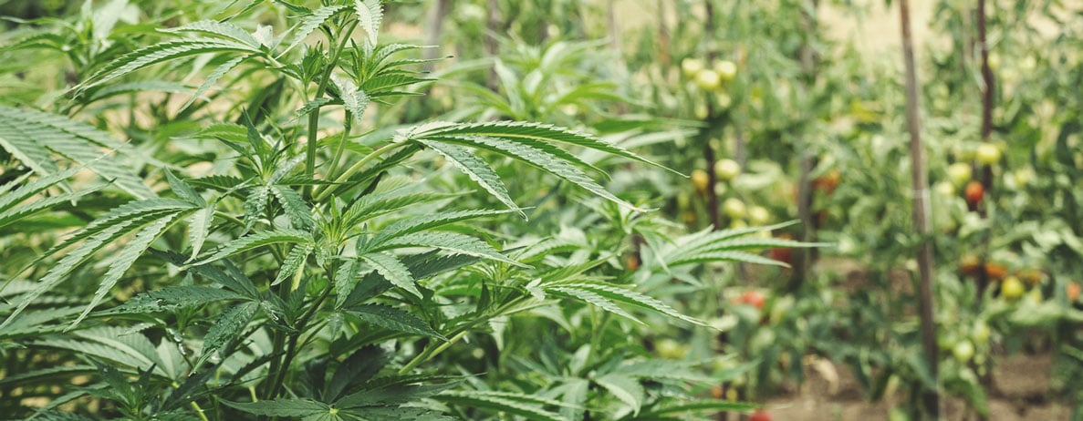 How To Start A Regenerative Cannabis Garden How To Start A Regenerative Cannabis Garden