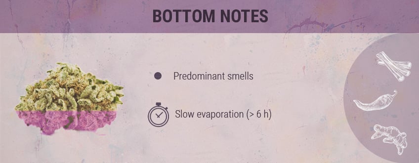 Bottom Notes Cannabis