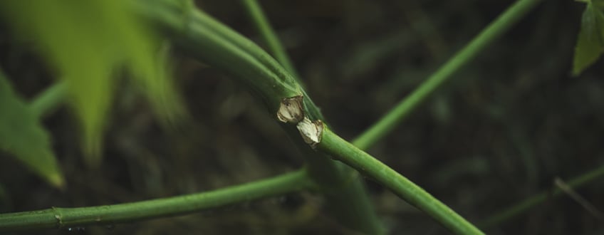 Performing HST Techniques Too Late Into Flowering Performing HST Techniques Too Late Into Flowering