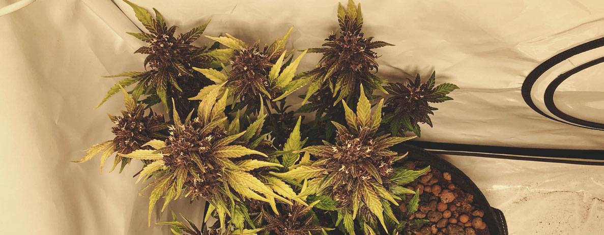 What Cannabis Colours Are There? What Cannabis Colours Are There?