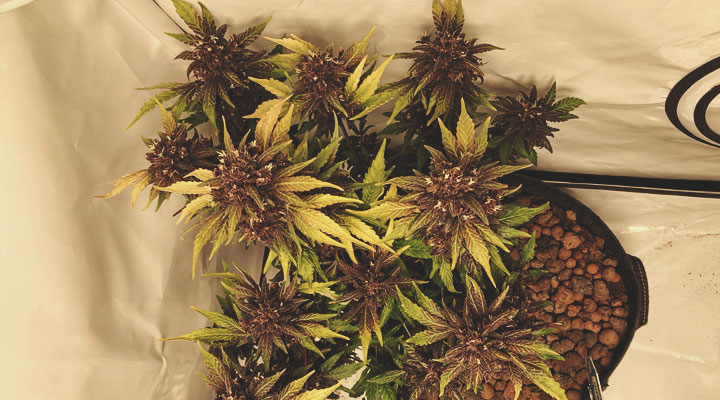 What Cannabis Colours Are There? What Cannabis Colours Are There?