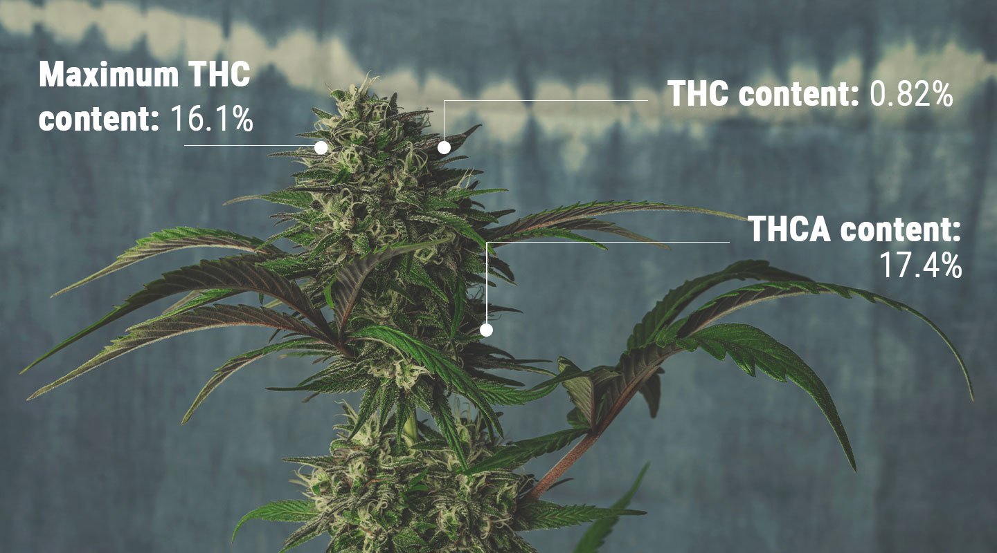 Understanding the Science of THC Testing