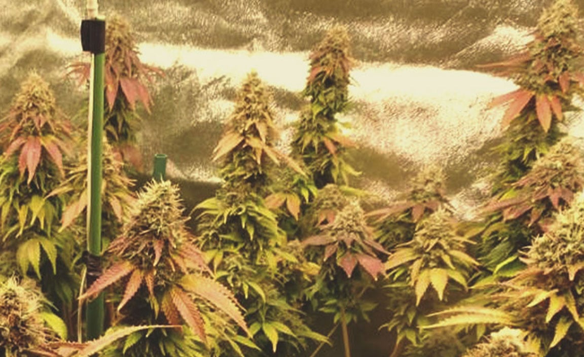 Top 10 Exotic Weed Strains RQS Blog