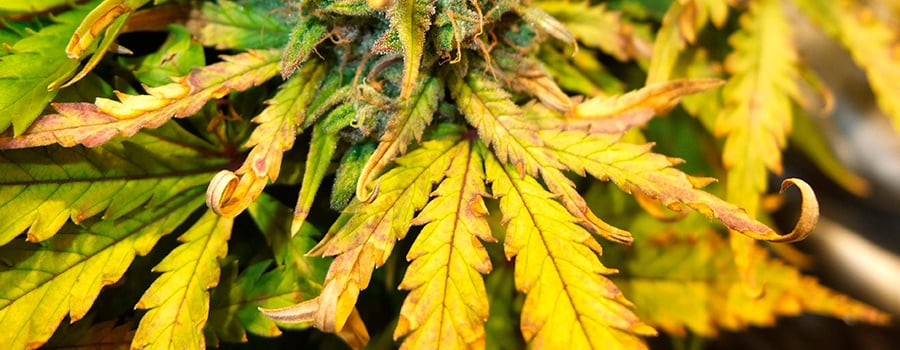 A close-up of a cannabis leaf with burnt tips, indicating nutrient lockout primarily caused by insufficient nitrogen absorption in the leaf tissue.