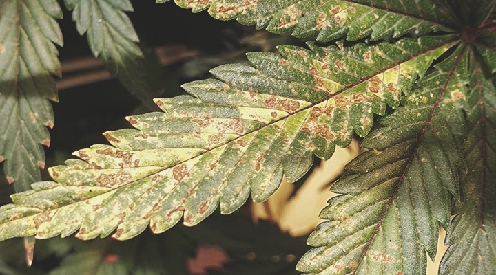 Calcium deficiency Calcium deficiency