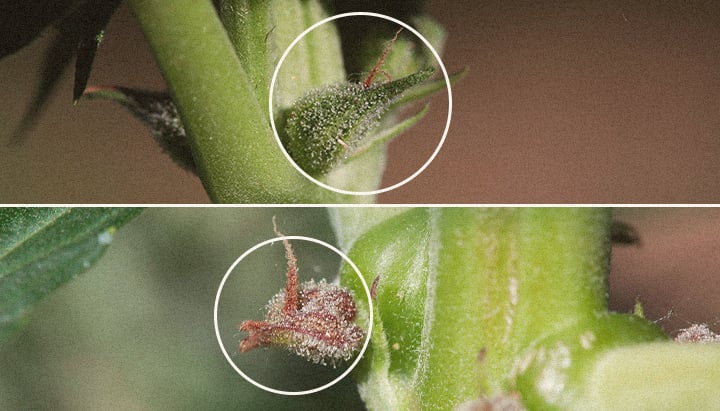 Calyxes in the growth phase vs. orange fatter calyxes indicate that the cannabis plant is ready to be harvested