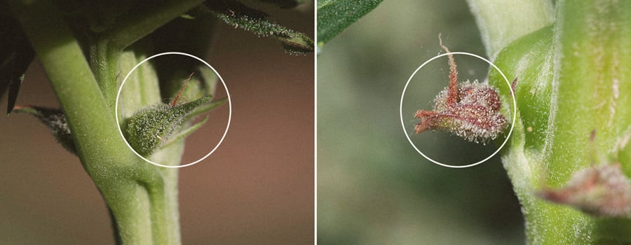 Calyxes in the growth phase vs. orange fatter calyxes indicate that the cannabis plant is ready to be harvested
