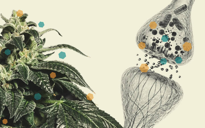 Cannabis and Chemotherapy Interaction