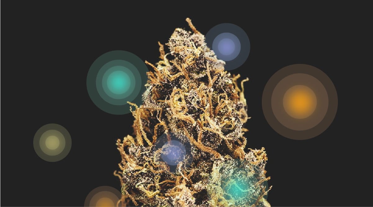 Cannabinoids and Terpenes