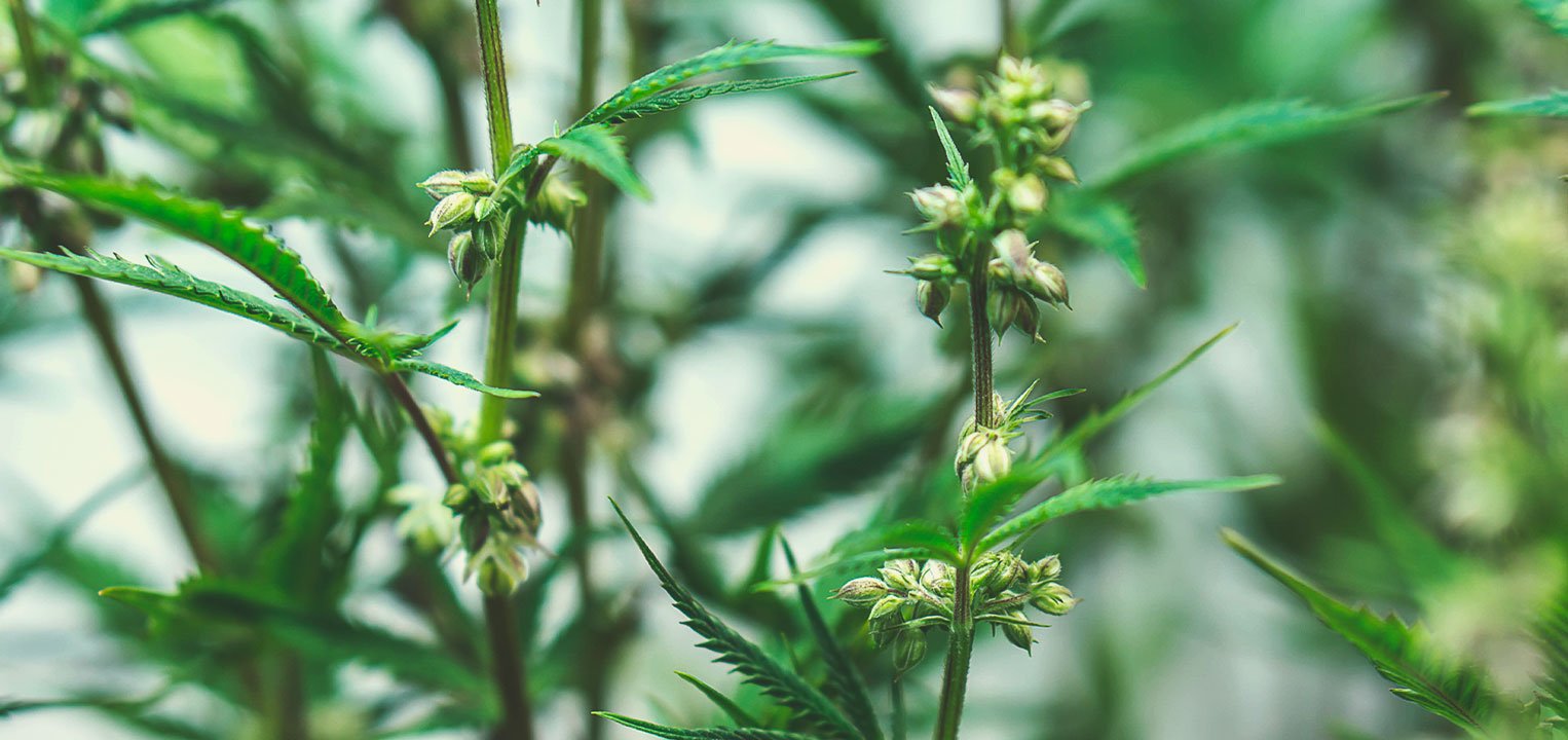 Medical cannabis seeds