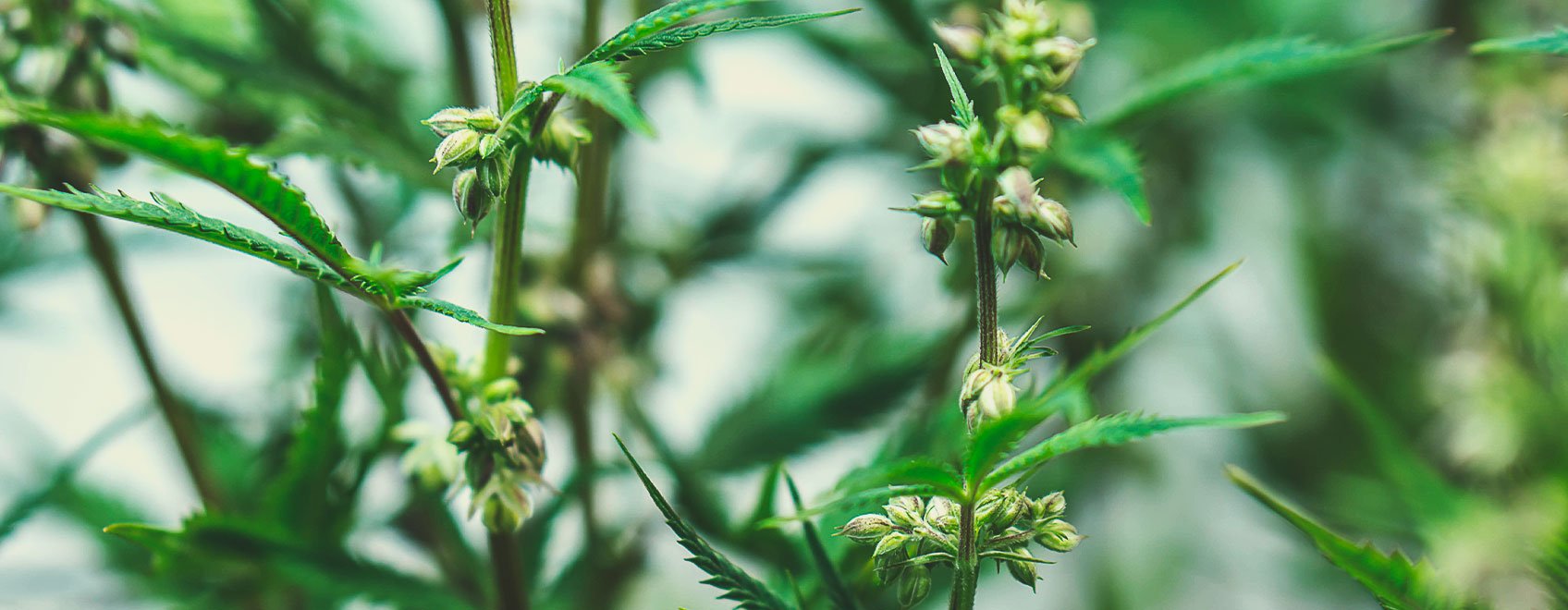 Medical cannabis seeds