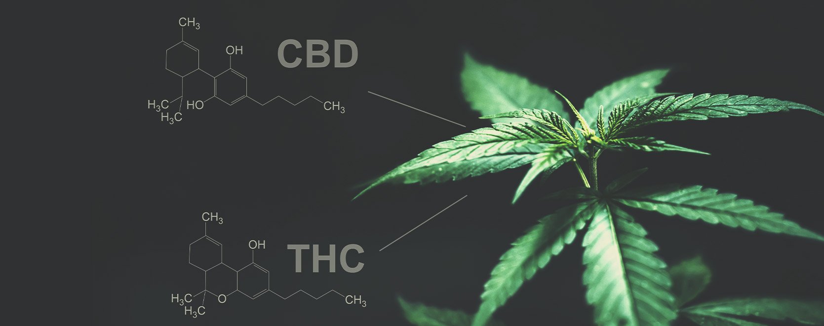 Is there any difference between THC and CBD in this regard?