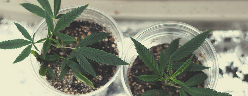 General Money-Saving Tips for Cannabis Growing