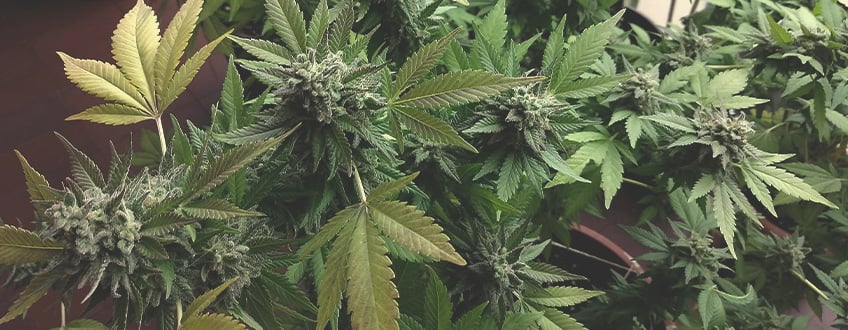 Why Would You Want to Force-Flower Cannabis?