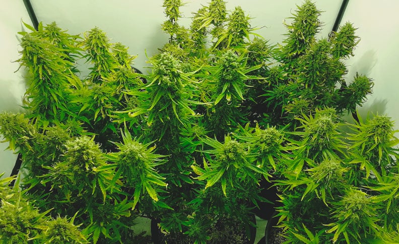 How To Avoid Small Auto Cannabis Plants