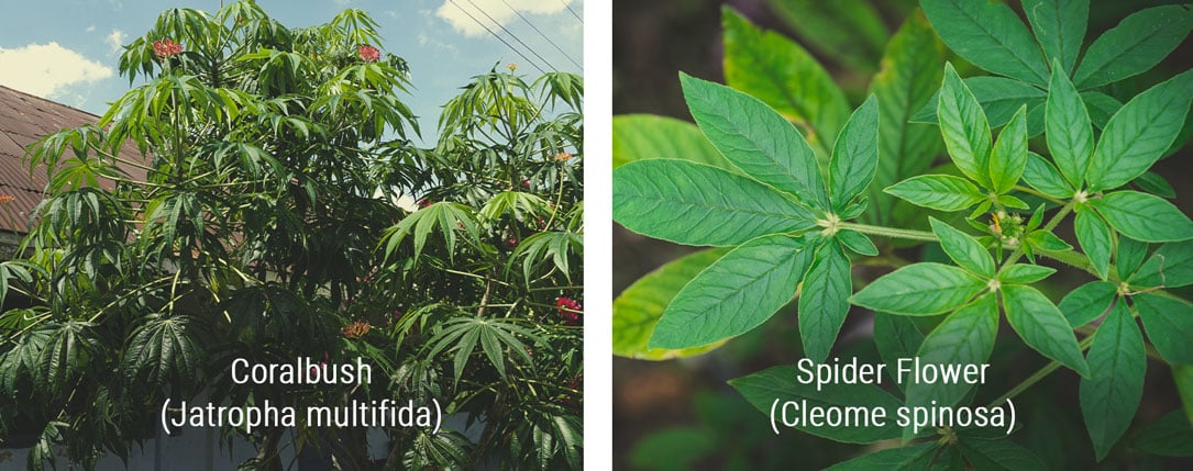 Coralbush (Jatropha multifida) and Spider Flower (Cleome spinosa) shown together, highlighting coralbush's cannabis-like fan leaves with 9 leaflets and vibrant red flowers, alongside spider flower's similar early vegetative appearance with 7 leaflets, but smoother edges. Both plants resemble cannabis in their vegetative stage.