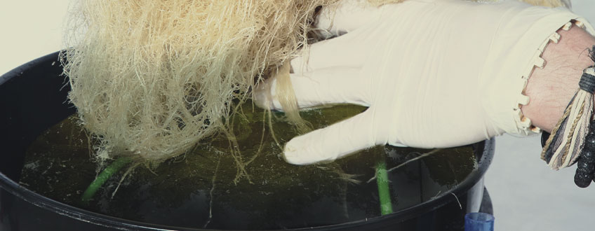 Algae – A Hotbed of Plant Pathogens