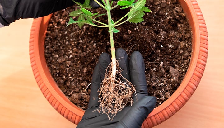 Cannabis Roots