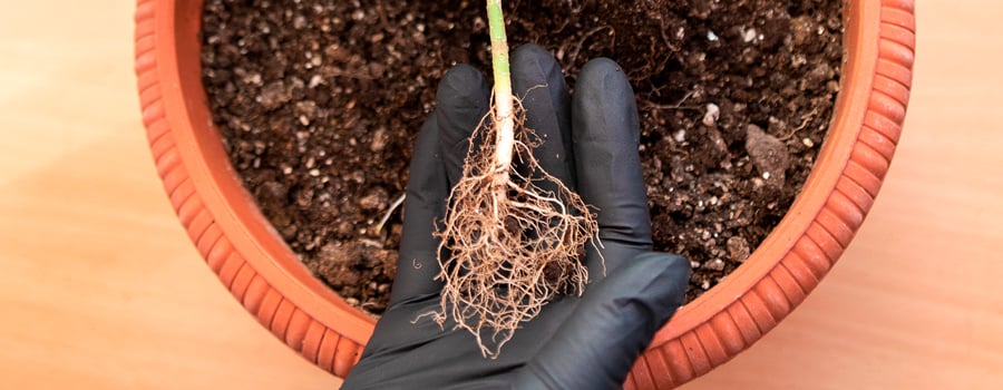 Cannabis Roots