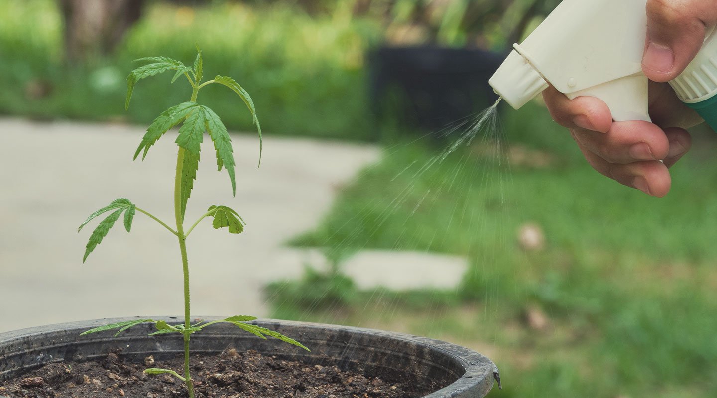 Root Aphids